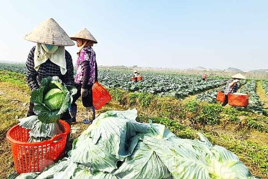 Tăng 300 ha rau màu, cây ăn quả theo tiêu chuẩn GAP